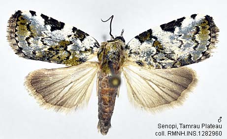 Papua Insects Foundation (Lepidoptera/Nolidae/Chloephorinae ...